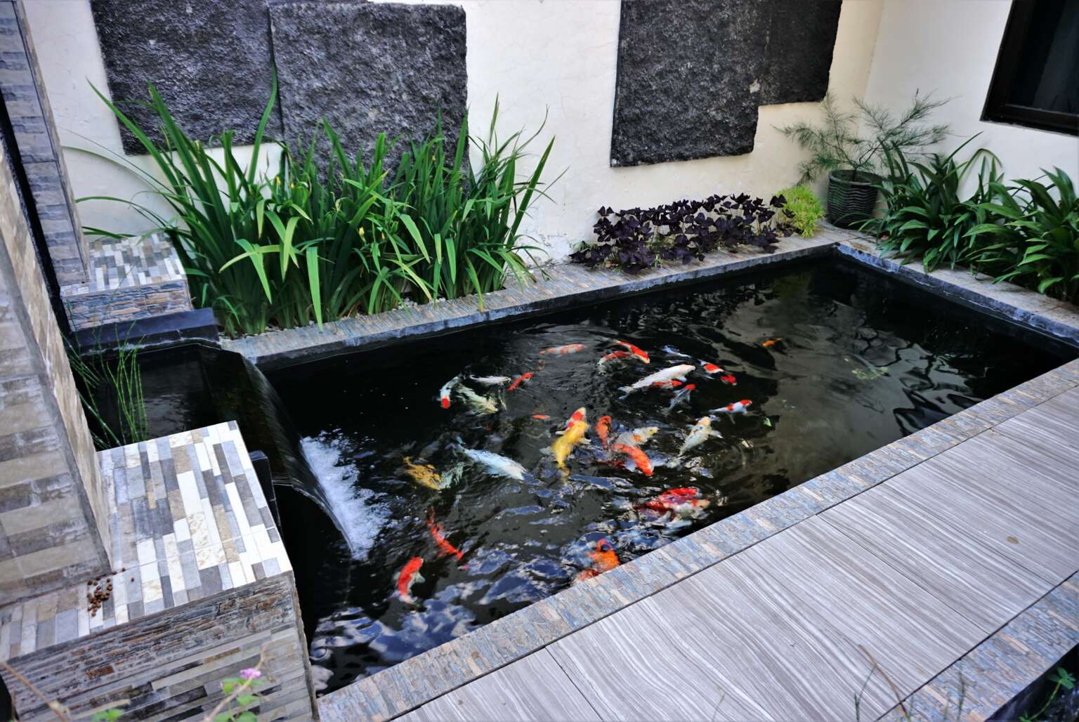What fish do you put in a fish pond and why?