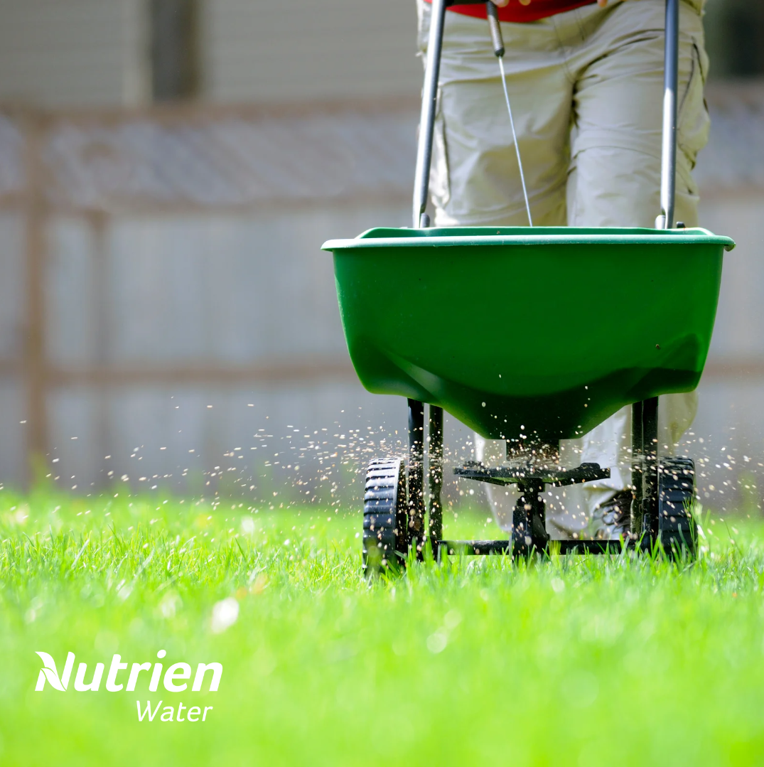 Homeowner spreading granular fertiliser over a freshly aerated lawn