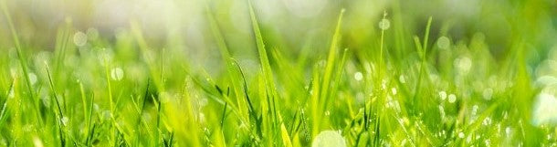 wet green grass close up image